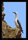 Ballestas Islands 032